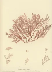 Alghe britanniche